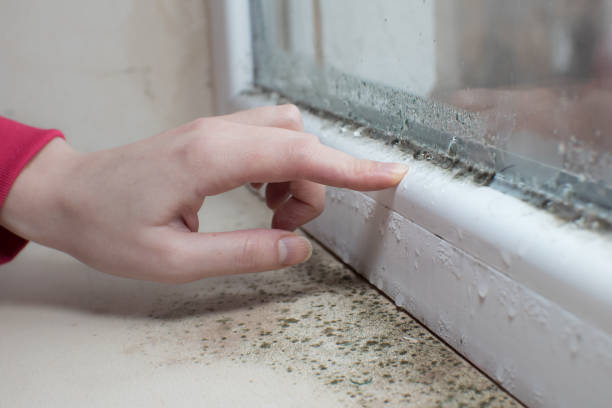 Best Basement Mold Removal  in Sioux Falls, SD